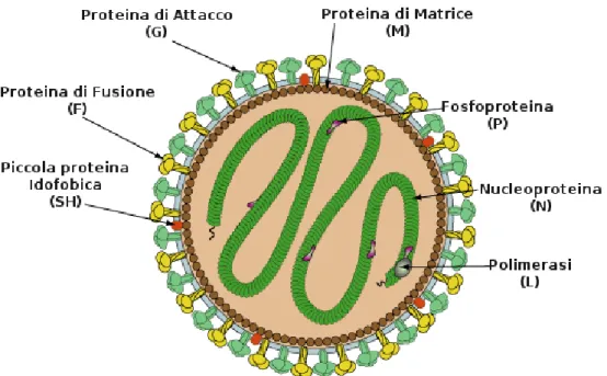 Figura 2: Rappresentazione  schematica di un metapneumovirus.