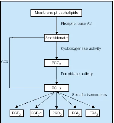 Figura 5. Sintesi di prostaglandine e trombossani COX-mediata. 