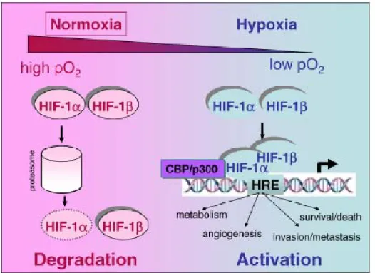Figura 7 Degradazione ed attivazione della trascrizione di HIF-1 α in condizioni  normali di ossigeno ed in ipossia