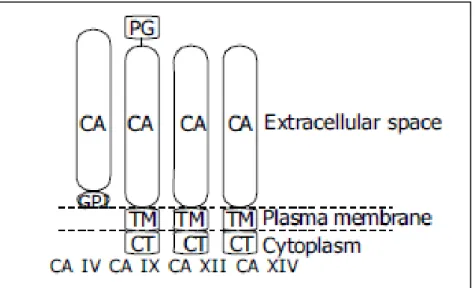 Figura 9 Struttura degli isoenzimi anidrasi carboniche associate alla membrana. 