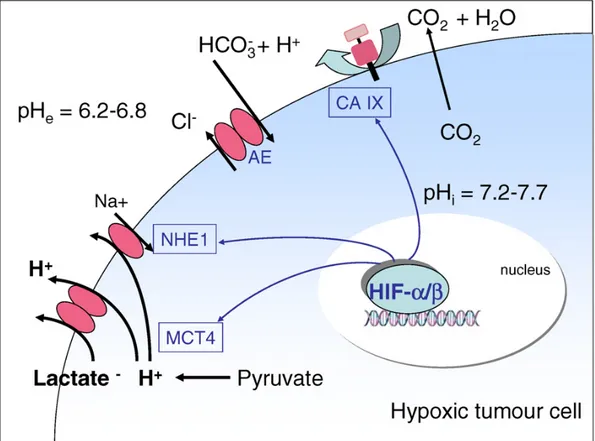 Figura 10.Meccanismi attraverso i quali HIF interviene nell’omeostasi del pH  delle cellule tumorali