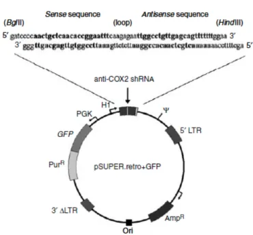 Figura 11.Schema del vettore pSUPER.retro. Una specifica sequenza per l’anti- l’anti-COX-2 short hairping RNA (sequenza senso-loop-sequenza antisenso) è stata  clonata nel vettore pSUPER.retro e la trascrizione di questa sequenza è regolata  dal promotore 