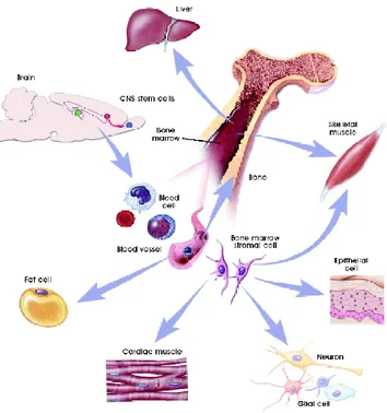 Fig 8: Plasticity of Adult Stem Cells 