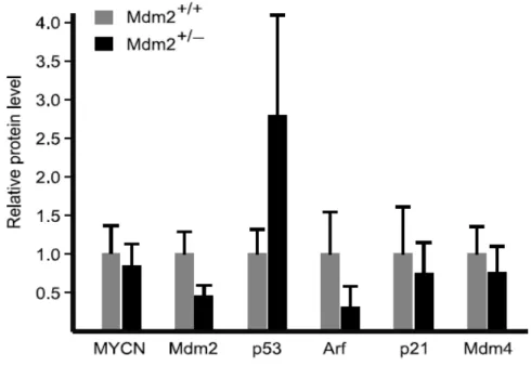 Figure 4. Comparison of relative protein levels of MYCN, Mdm2, p53, p19Arf, p21,  and Mdm4