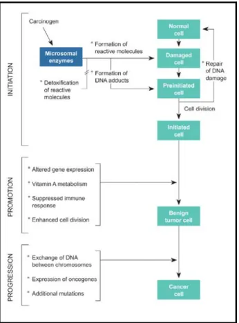 Figura 1.1. Schema generale delle fasi e degli eventi del processo di cancerogenesi  chimica.