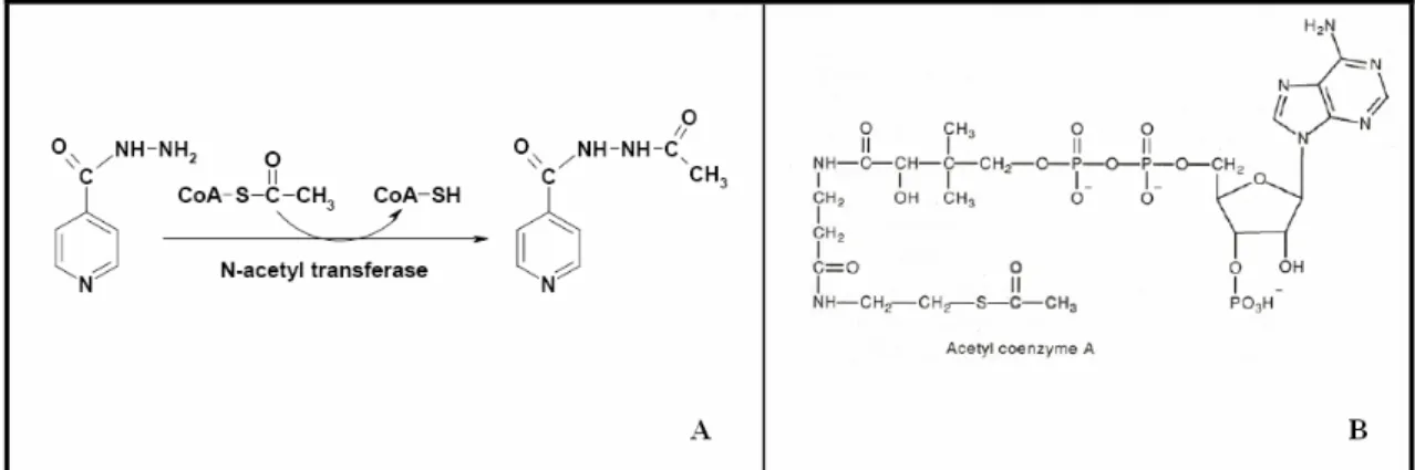 Figura 2.26. Un esempio di reazione di acetilazione (A) e l'acetilCoA (B), donatore dei  gruppi acetili attivati