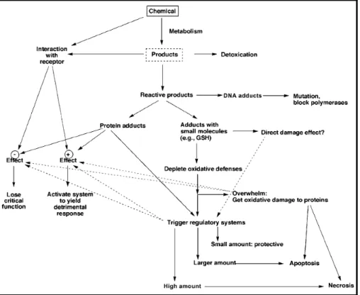 Figura 3.1. Eventi biologici coinvolti nel meccanismo di tossicità degli xenobiotici e dei  loro metaboliti