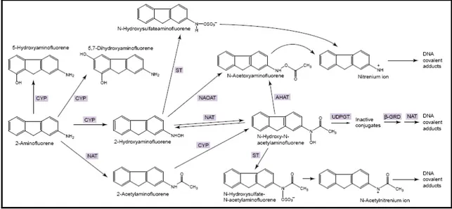 Figura 1.2. Possibili pathways metabolici del pesticida 2-amminofluorene. CYP =  citocromo P450; NAT = N-acetiltransferasi; NAOAT = N-idrossi-O-acetilitransferasi; 