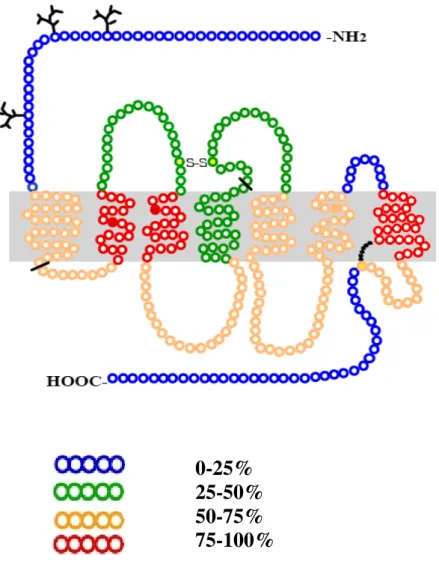 Figura 3 Rappresentazione grafica dell’omologia di sequenza del recettore NOP con  quella dei recettori oppioidi  µ ,  δ  e k.