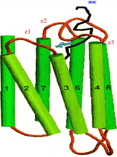 Figura 6. Rappresentazione schematica di un modello tridimensionale del complesso  nocicettina  /  recettore  NOP