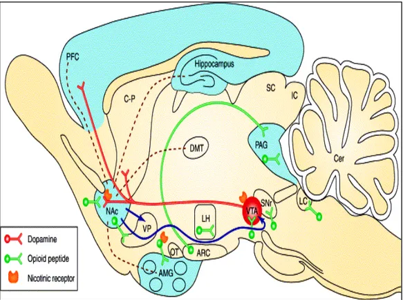 Figura  10 L’immagine  rappresenta  una  schematizzazione  del  circuito  mesocorticolimbico del cervello di ratto    (VTA = area ventrale tegmentale, NAc =  nucleus accumbens, PFC = corteccia prefrontale, AMG =  amigdala)