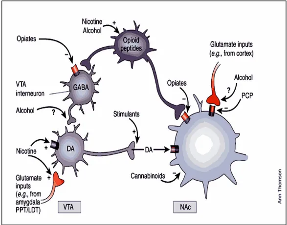 Figura 11 La figura illustra schematicamente i meccanismi attraverso cui  alcune  sostanze  d’abuso inducono il rilascio di dopamina nel NA