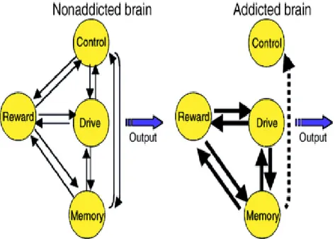 Figura  13  La  figura  illustra  un  modello  delle  relazioni  intercorrenti  tra  i  vari  circuiti coinvolti nella tossicodipendenza
