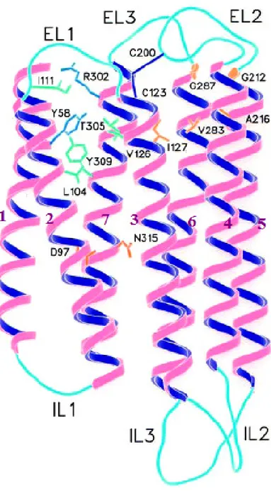 Figura  1  Modello  del  recettore  NOP.  I  domini  transmembrana  sono  in  rosa  e  blu  mentre i loop intra-extracellulari sono in azzurro