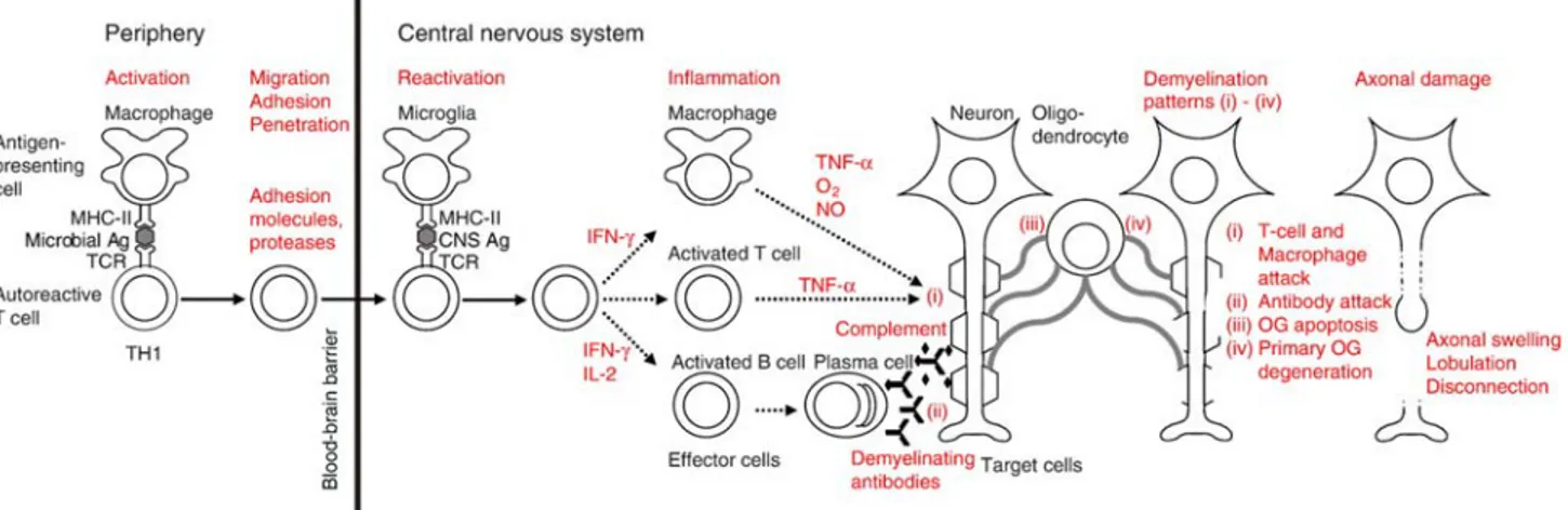 Figura 1 Ipotetico meccanismo patogenetico della SM  Fonte: Neuhaus et al., J.Neurological Sciences 2007 