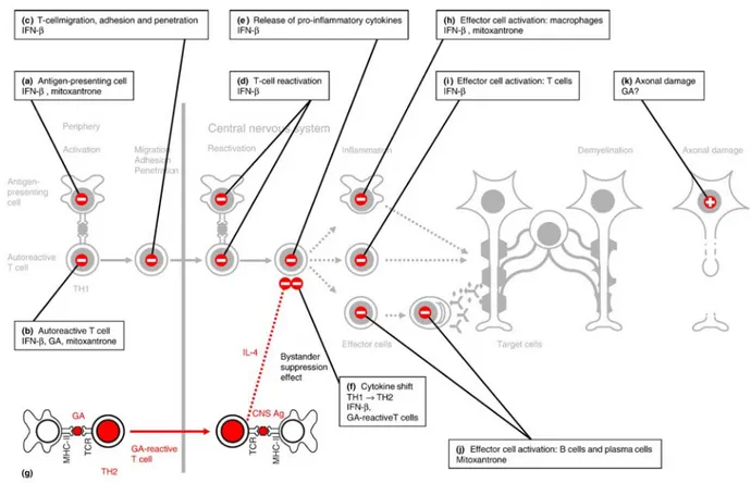 Figura 4 Siti d'azione di interferone , glatiramer acetato e mitoxantrone  Fonte: Neuhaus et al., J.Neurological Sciences 2006 