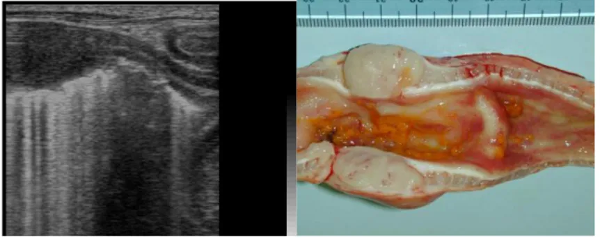 Fig.  2.6.  A  sinistra  immagine  ecografica  bidimensionale  in  sezione  longitudinale  di  un’ansa  intestinale  di  un  gatto  affetta  da  linfosarcoma
