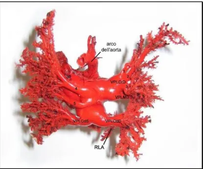 Figura 2- Veduta dorsale delle vene polmonari, dell’atrio sinistro e  dell’arco dell’aorta di Yorkshire Terrier (Grandis et al., 2006)