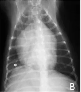 Figura  8-  Proiezione  ventrodorsale  di  un  cane  con  edema  polmonare  cariogeno  asimmetrico  localizzato al lobo caudale destro (asterisco)