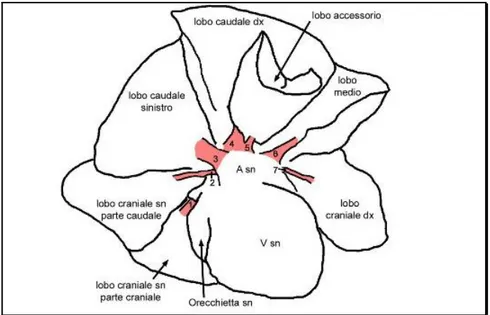 Figura  1-Veduta  dell’atrio  (Asn)  del  ventricolo  di  sinistra  (Vsn)  di  Yorkshire  Terrier  dopo sollevamento  dei  lobi  craniale sinistro  (parte caudale), caudale sinistro,  caudale  destro, accessorio e medio (Grandis et al., 2006)