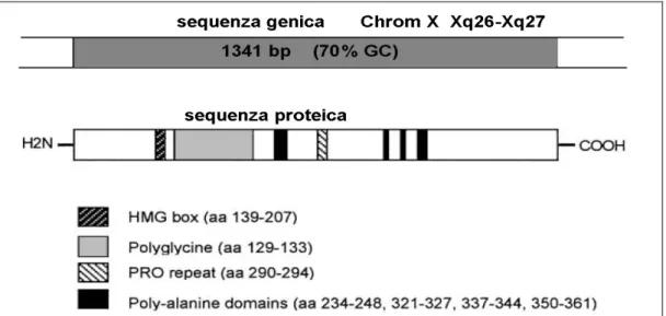 Figura 1.9 – Nella parte alta, caratteristiche del gene SOX3, con 1341 bp (tra il  segnale di inizio e di fine traduzione) in un unico esone