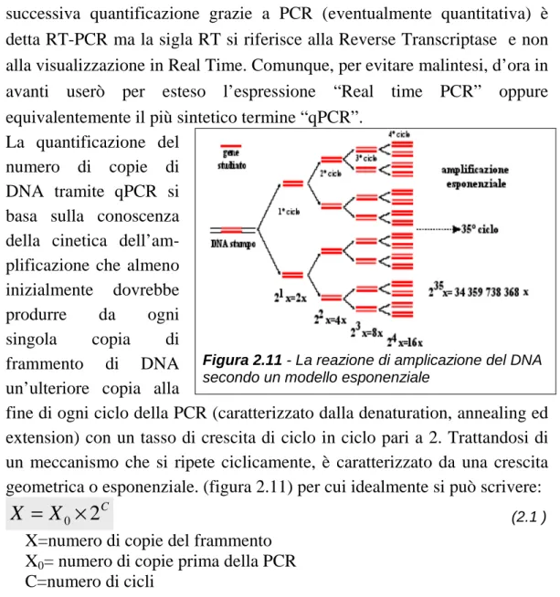 Figura 2.11 - La reazione di amplicazione del DNA  secondo un modello esponenziale 