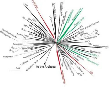 Fig.  1.  Diversità  batterica  nell’intestino  umano.  L’albero  filogenetico  relativo  al  dominio  Bacteria  è  stato  costruito  da  Bäckhed  et  al
