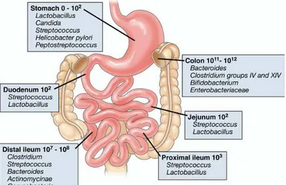 Fig. 3. Composizione e concentrazioni luminali delle specie microbiche dominanti nelle differenti regioni del tratto  gastrointestinale umano