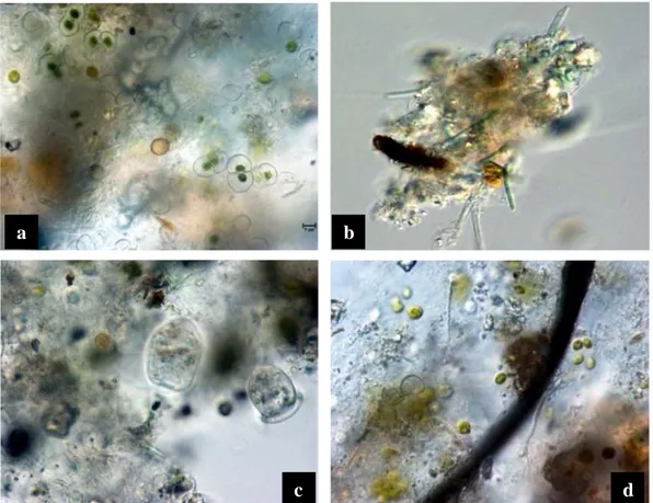 Fig. 3. Biological start inoculum for the indoor and outdoor experiments with conjugatoficeae and  palemloid algal types, diatoms (a); filamentous cyanobacteria (b); protozoa (c) and coccoid cyanobacteria  and fungal hypha(d)