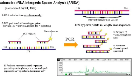 Fig. 6. The scheme of ARISA molecular fingerprint method for microbial community analysis 