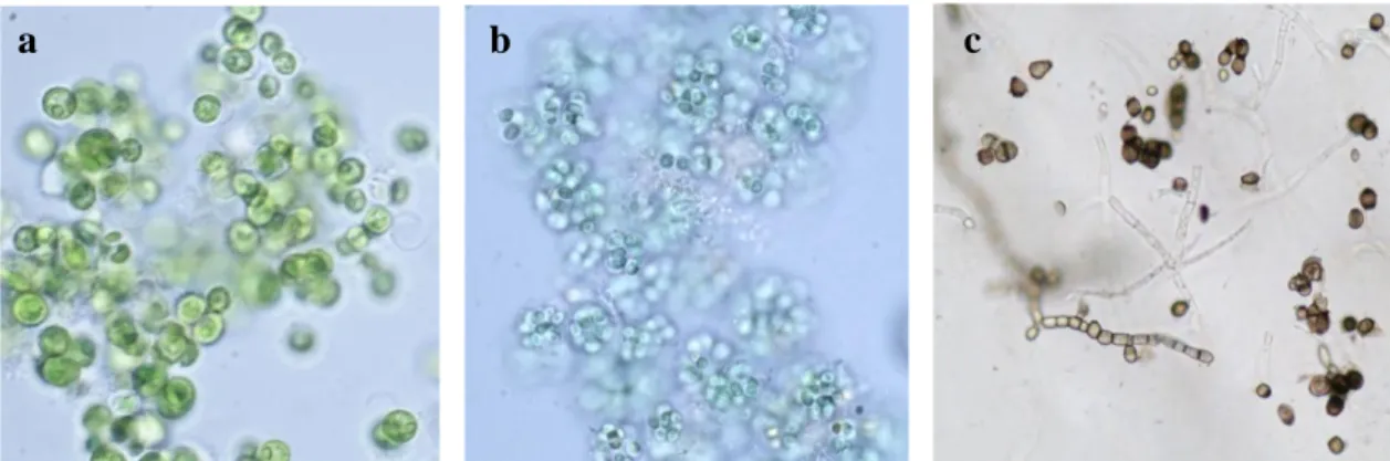 Fig. 16. The algal (a), cyanobacterial (b) and fungal (c) strains used as inoculum for the experiments of   Diffusion methods 