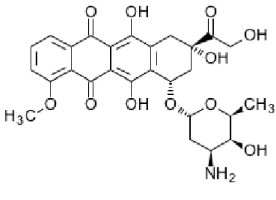 Fig. 2:  Doxorubicina 