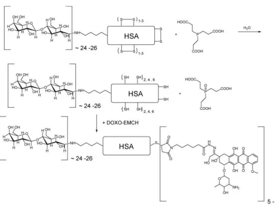 Fig. 4: Reazione di coniugazione e struttura del coniugato L-HSA-DOXO. 