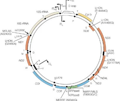 Figura 6: Analisi DNA mitocondriale: sequenza regione D-loop