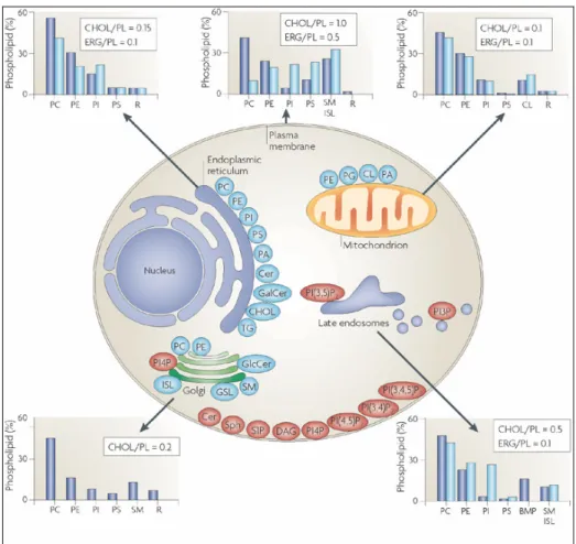 Figure  3.  The  lipid  composition  of  different  membranes  varies  throughout  the  cell