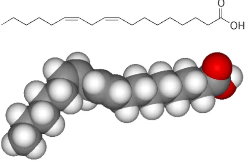 Figure 8. A two-dimensional representation and a space-filling model of the poliunsaturated fatty  acid linoleic acid (18:2)