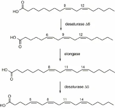 Figure 11. Enzymatic FA transformations from linoleic acid to arachidonic acid. (Ferreri C et al.,  2002)