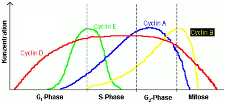 Figura 1.1: Variazioni durante le fasi del ciclo cellulare dei livelli di espressione delle diverse cicline (immagine da “http://de.wikipedia.org”)