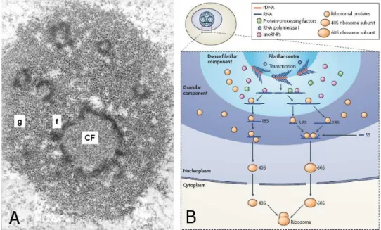 Figura 1.2: Struttura del nucleolo al microscopio elettronico (A): sono ben visibile i centri fibrillari (CF), la circostante componente fibrillare densa (f) e la componente granulare (g).