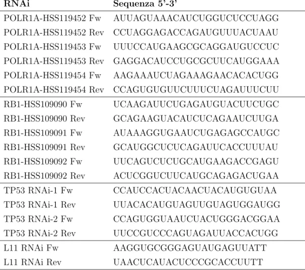 Tabella 3.2: Sequenze degli RNAi