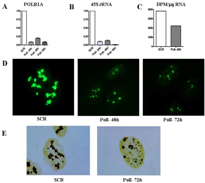 Figura 4.2: Il silenziamento di PolI blocca la sintesi di rRNA.