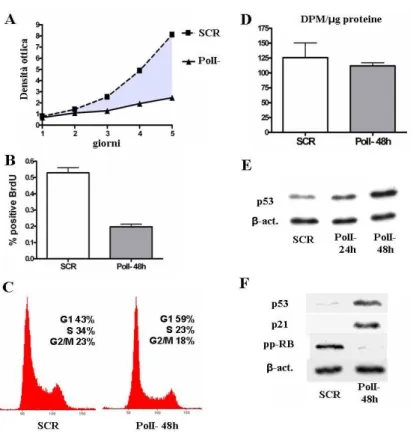 Figura 4.3: Il silenziamento di PolI induce un arresto del ciclo cellulare in fase G1 e l’attiva- l’attiva-zione della via p53/p21/RB.