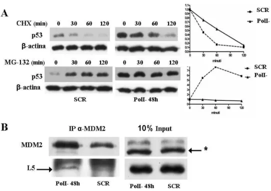 Figura 4.4: Il silenziamento di PolI stabilizza p53 mediante l’interazione RP-MDM2.