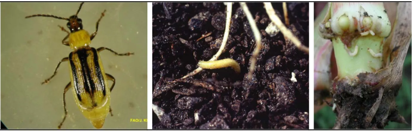 Figura 2: Adulto e vari stadi larvali di D. virgifera virgifera. 