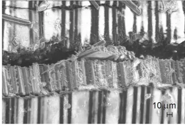 Figure 3 – SEM photograph of a fibre microbuckling band  observed on the indented surface of a specimen