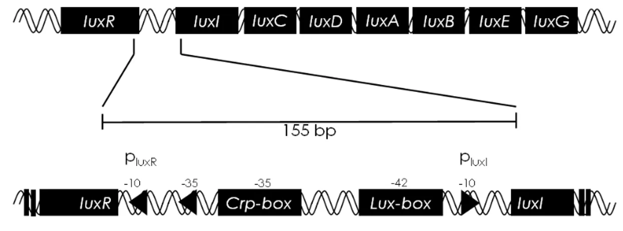 Figure  1-5  Organizzazione  dei  geni  lux  nel  regulone  per  la  bioluminescenza  di  V
