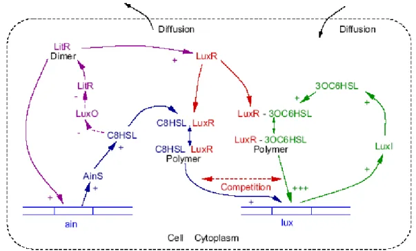 Figure 1-6 Sistema di regolazione della bioluminescenza in V. fischeri, includente i  sistemi lux e ain (da Kuttler ed Hense, 2007 