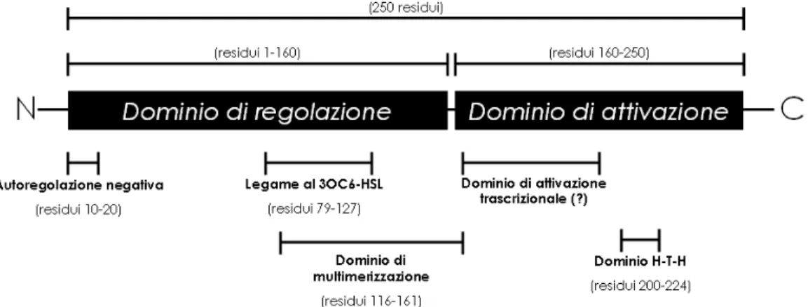 Figure 1-7 Domini funzionali di LuxR. 