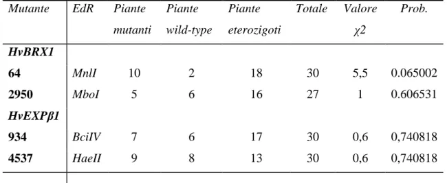 Tabella  10.  Rapporti  di  segregazione  osservati  mediante  analisi  CAPS  nelle  famiglie  M 3  dei mutanti di-senso ai geni HvBRX1 e HvEXPβ1