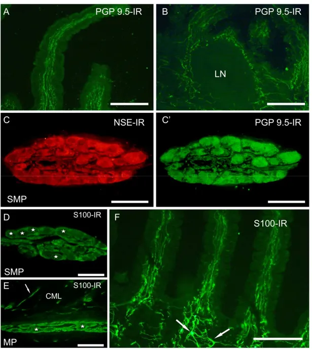 Fig 1 – Innervazione dei villi (A) e di un nodulo linfatico (B) in criosezioni longitudinali della mucosa